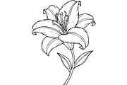 Vintage Botanical Flower Vector Set, an Object Illustration by Designer_Momina (Thumbnail 8 of 26)