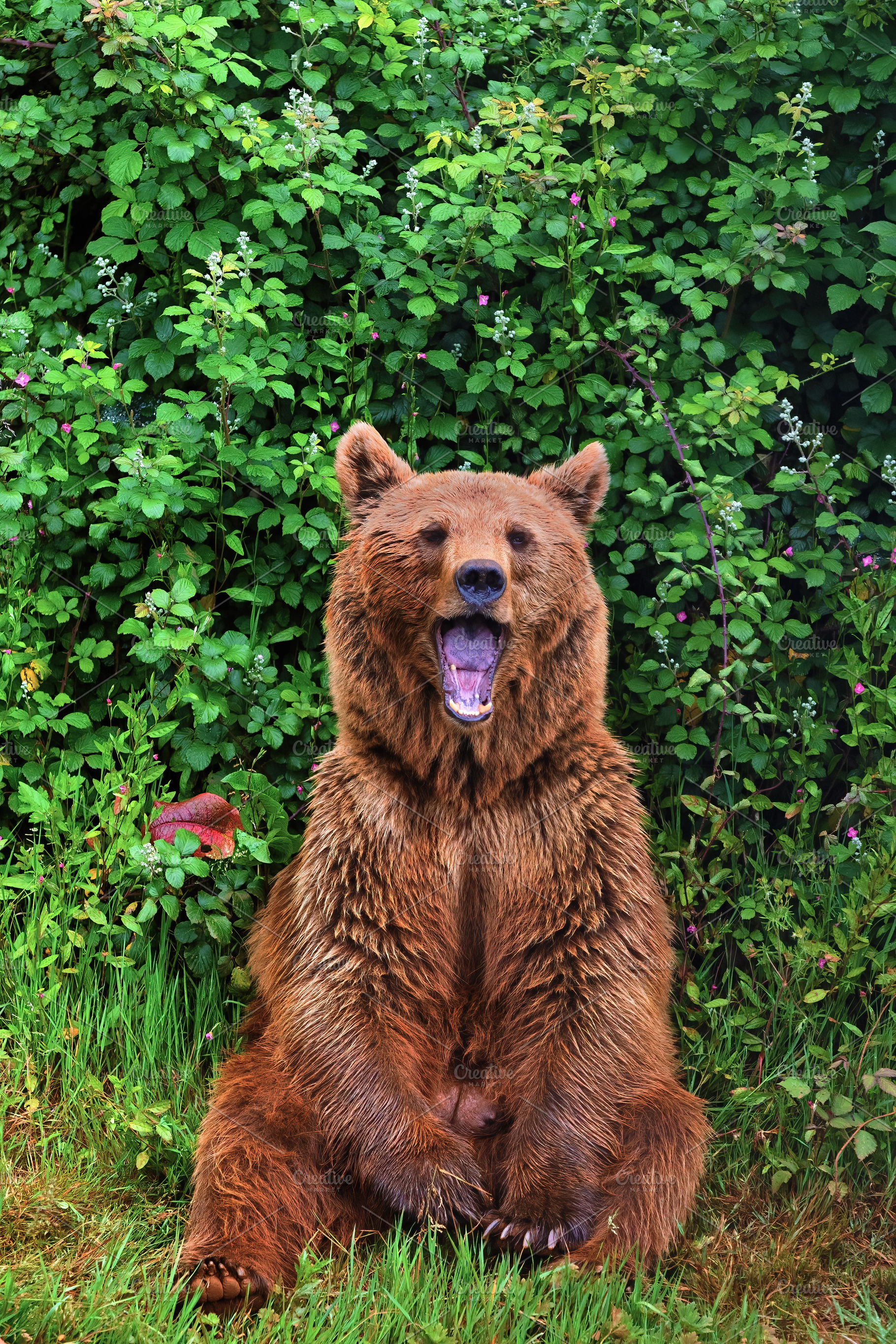 Brown bear sitting and yawning amids, an Animal Photo by Perpis