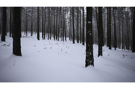 Beautiful view in wild winter forest, a Nature Photo by Media Whale Stock