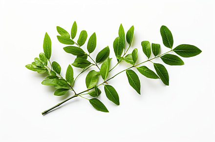 Branch with green leaves on white background, a Nature Photo by AlyaAnd