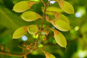 Vertical shot of green Paulownia seed pods on a branch with lush leaves., a Nature Photo by Rohan Photography
