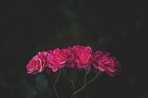 Dark roses background containing hipster, background, and fresh