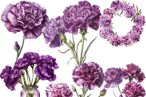 Watercolor Purple Carnations Clipart