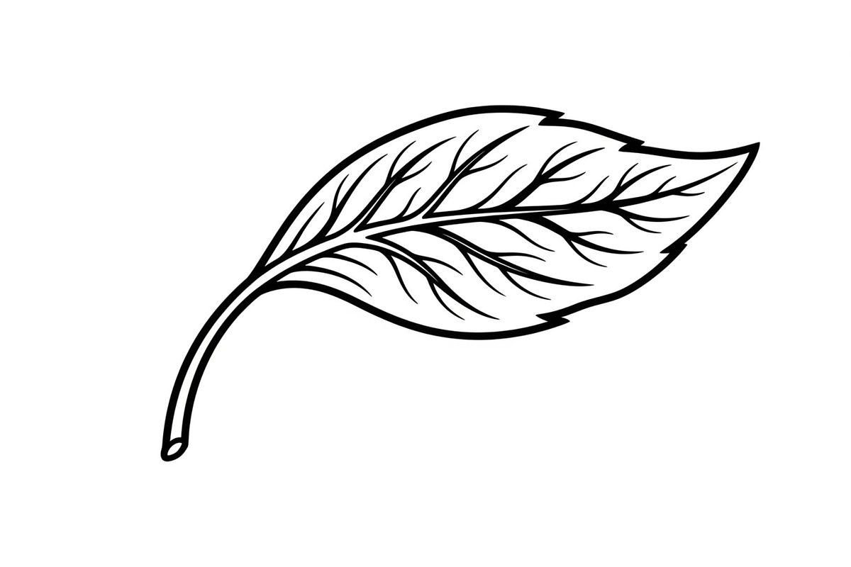 Hand Drawn Leaf Line Art Bundle, an Illustration by hafijul (Photo 33 of 51)