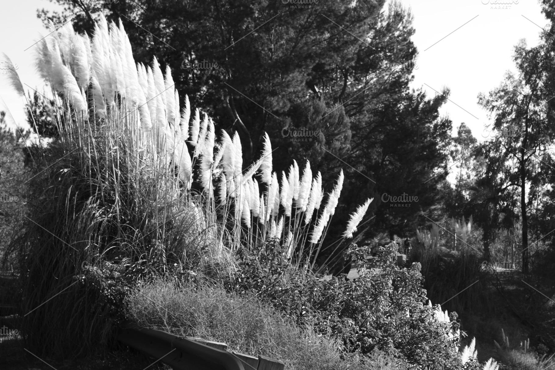 Feather Like Plants