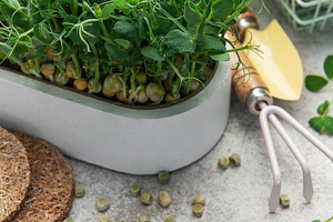 Growing pea microgreens with gardening tools and seeds, a Food & Drink Photo by Olena Rudo