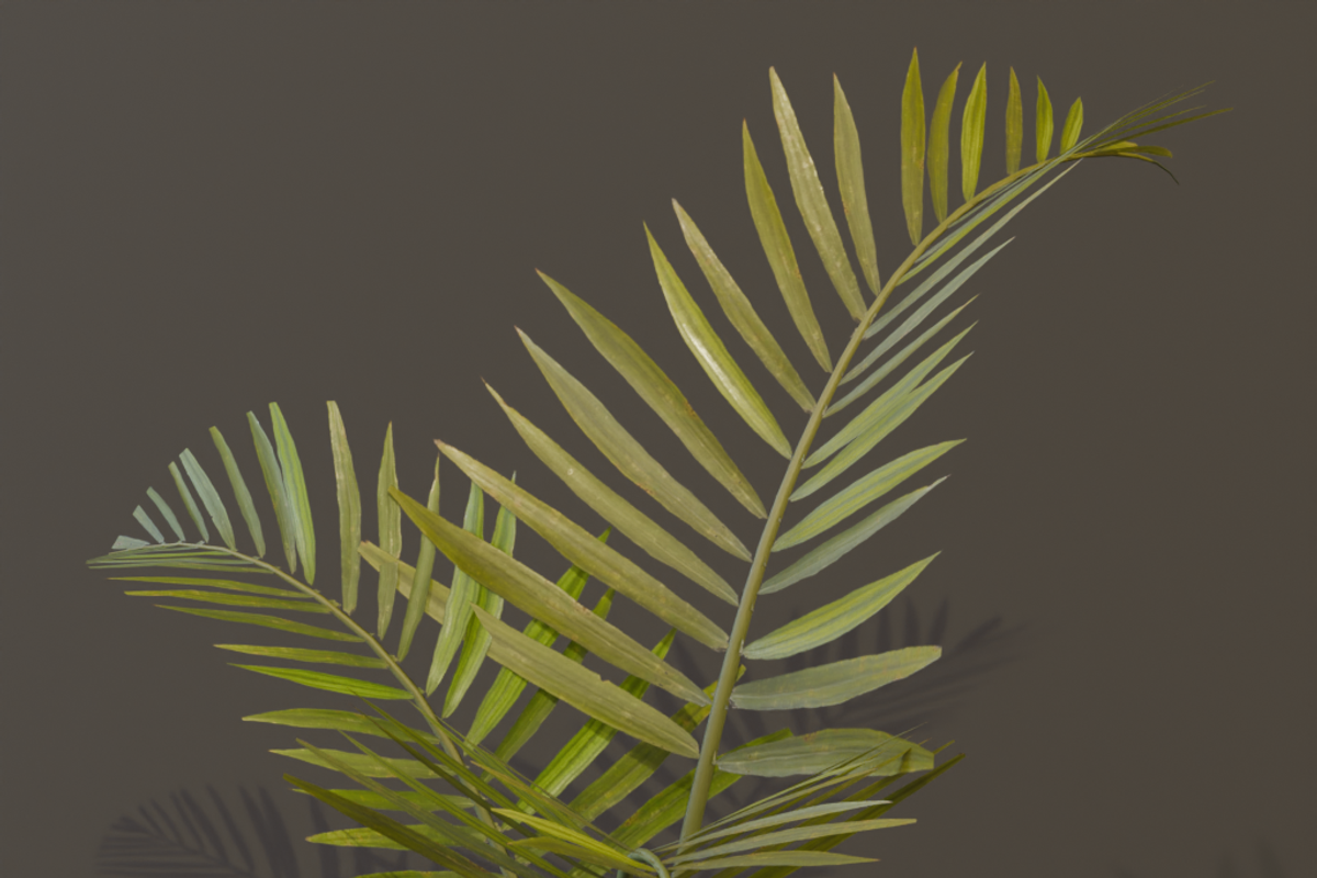The Alexandra Palm Bush, a Plants & Tree 3D Model by FuturePastCreatives (Photo 4 of 15)