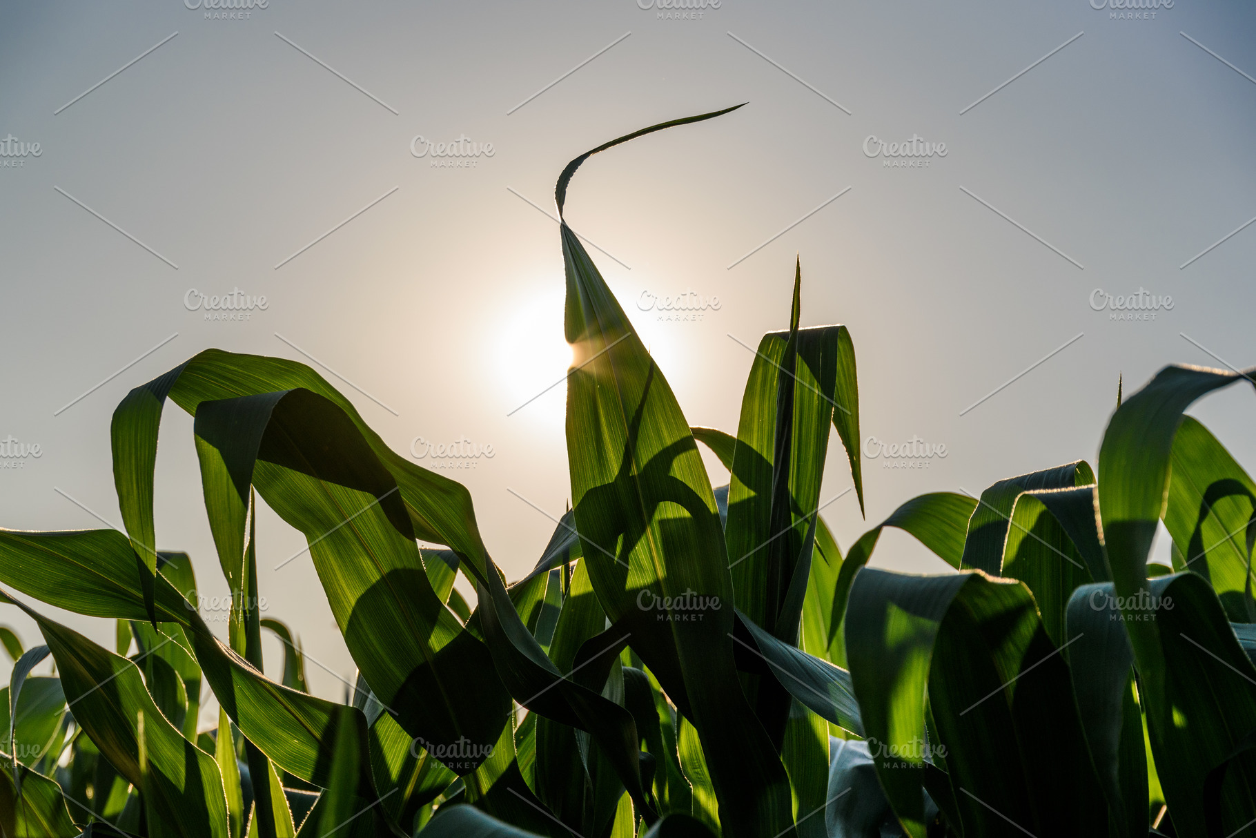 Field of corn, a Nature Photo by MadPhotos