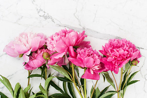 Pink peonies on white marble background featuring background, white, and