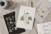 Wildflowers. Hand drawn pencil flora, a Decorative Illustration by Kreker Kate (Thumbnail 6 of 12)