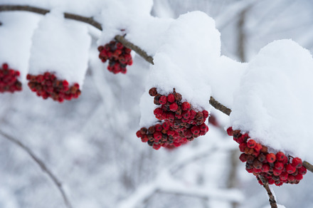 Snow covered bunches of red rowan, a Background Photo by Elena Dijour Photography