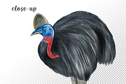 Watercolor Australia Animals Clipart, an Animal Illustration by svetodesign (Thumbnail 6 of 9)