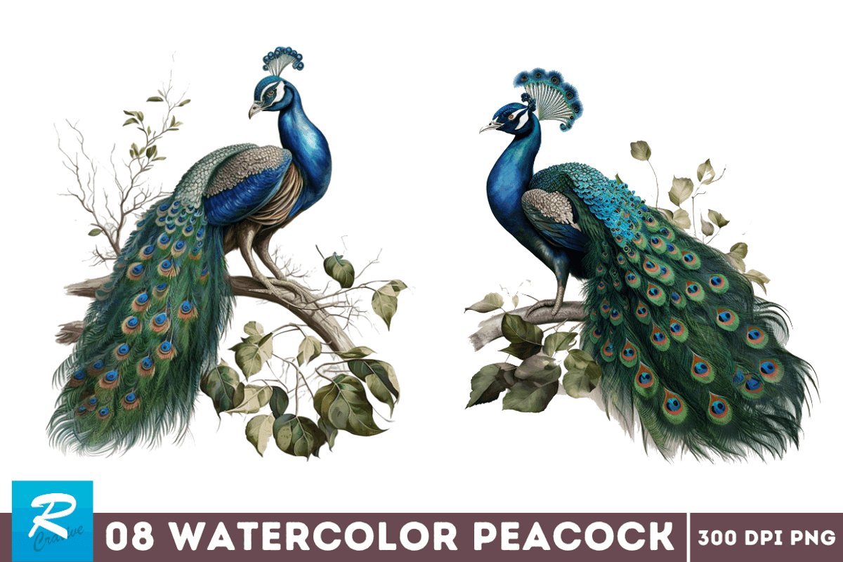 Watercolor Peacock Sublimation, an Object Graphic by Regulrcrative (Photo 3 of 7)
