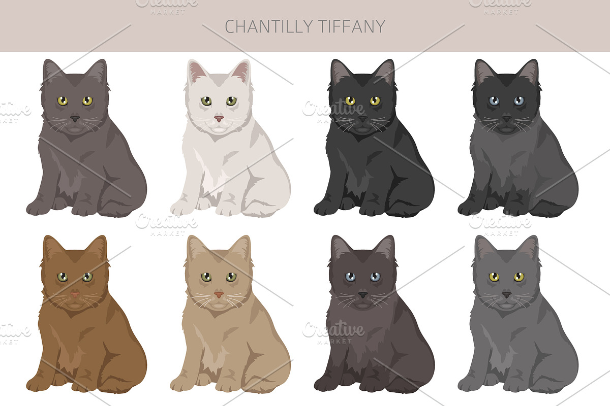 Chantilly Tiffany Cat clipart set, an Animal Illustration by pet design shop (Photo 4 of 6)