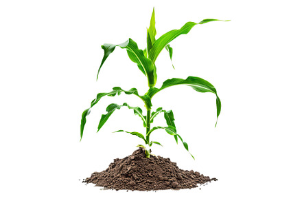 Young corn plant isolated on, a Nature Photo by Ylivdesign