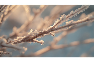 Close Up of Frost Covered Branches, a Background Photo by Lermont51