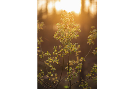 Pussy willow branch close-up on a, a Nature Photo by Northern Life