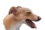 Dogs Cross Breeds 56 Animals Bundle, an Animal Illustration by Dneprstock (Thumbnail 5 of 55)