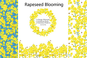 Rapeseed Blooming