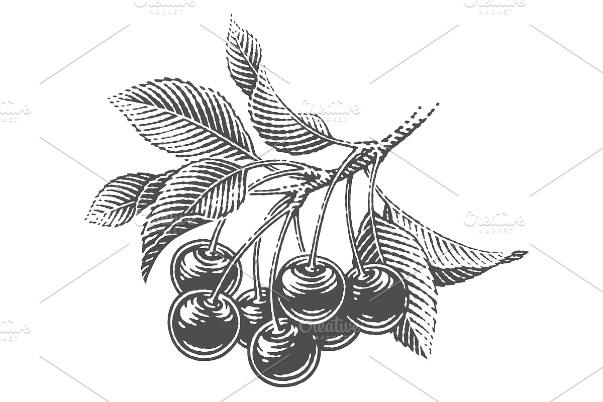 Cherry set engravings #3, a Food Illustration by Irina Trusova (Photo 2 of 5)