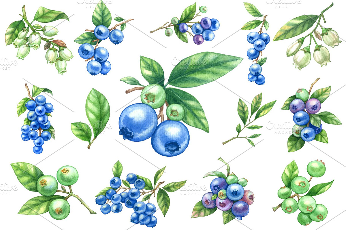 Watercolor blueberry clipart, a Food Illustration by Stellalunarts