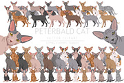Peterbald cat, an Animal Illustration by pet design shop (Thumbnail 1 of 6)