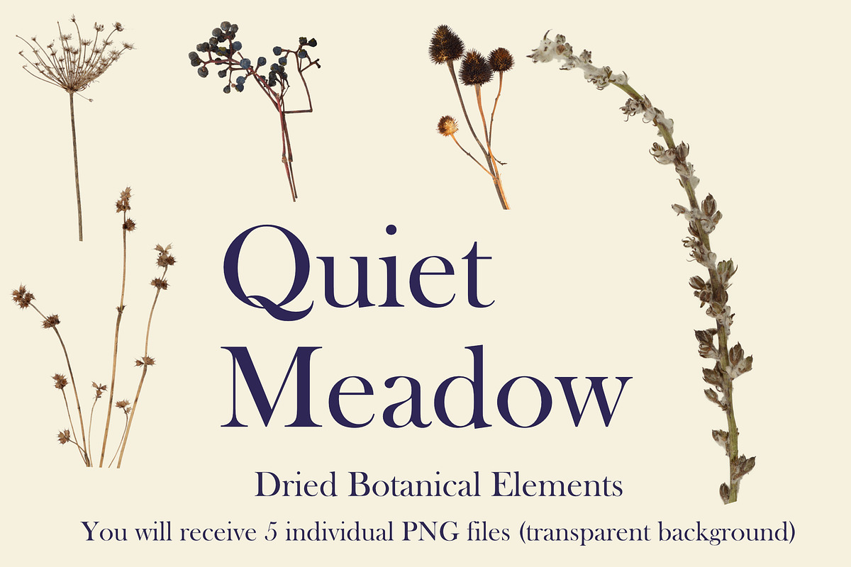 Quiet Meadow — Dried Meadow Botanica, an Object Graphic by Aga Silva (Photo 2 of 4)