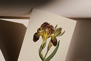 Vintage Floral Alphabet Flower Set, a Decorative Illustration by Veris Studio (Thumbnail 12 of 15)