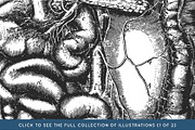 Anatomy & Skeleton PNG Lineart Pack, a Person Illustration by Century Library (Thumbnail 3 of 7)
