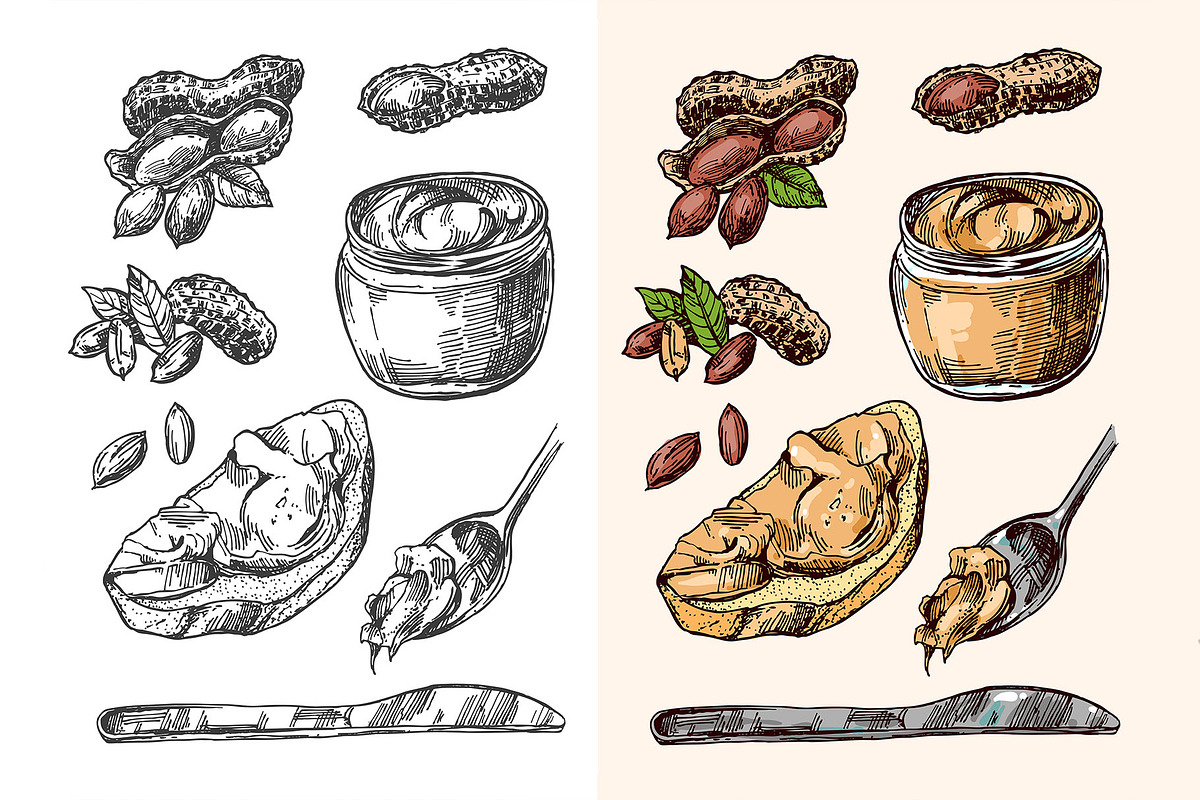 Nuts sketch, a Food Illustration by Steshnikova (Photo 4 of 5)
