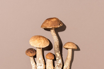 Mushrooms on brown background.
