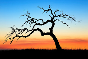 Striking silhouette of a bare tree a, a Photo by Tanuart