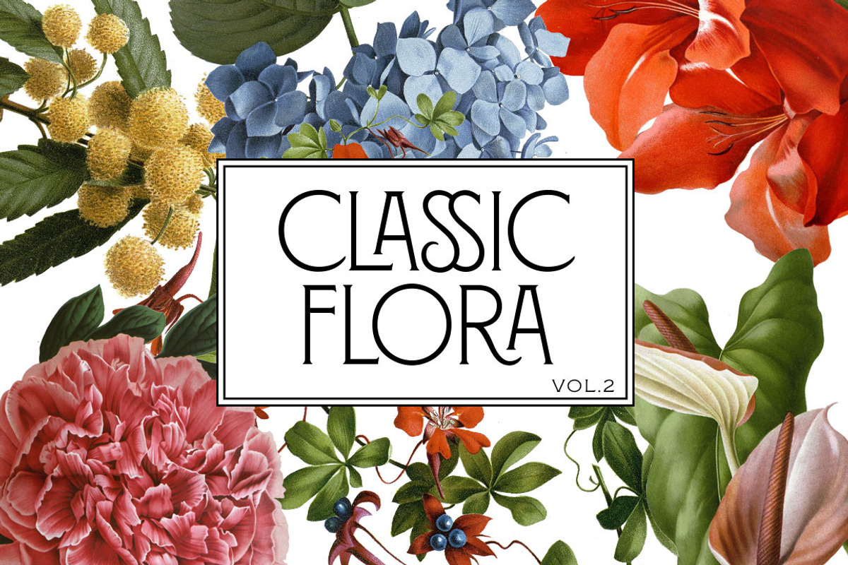 Botanical Master Collection, a Food Illustration by BlackBird Foundry (Photo 3 of 10)