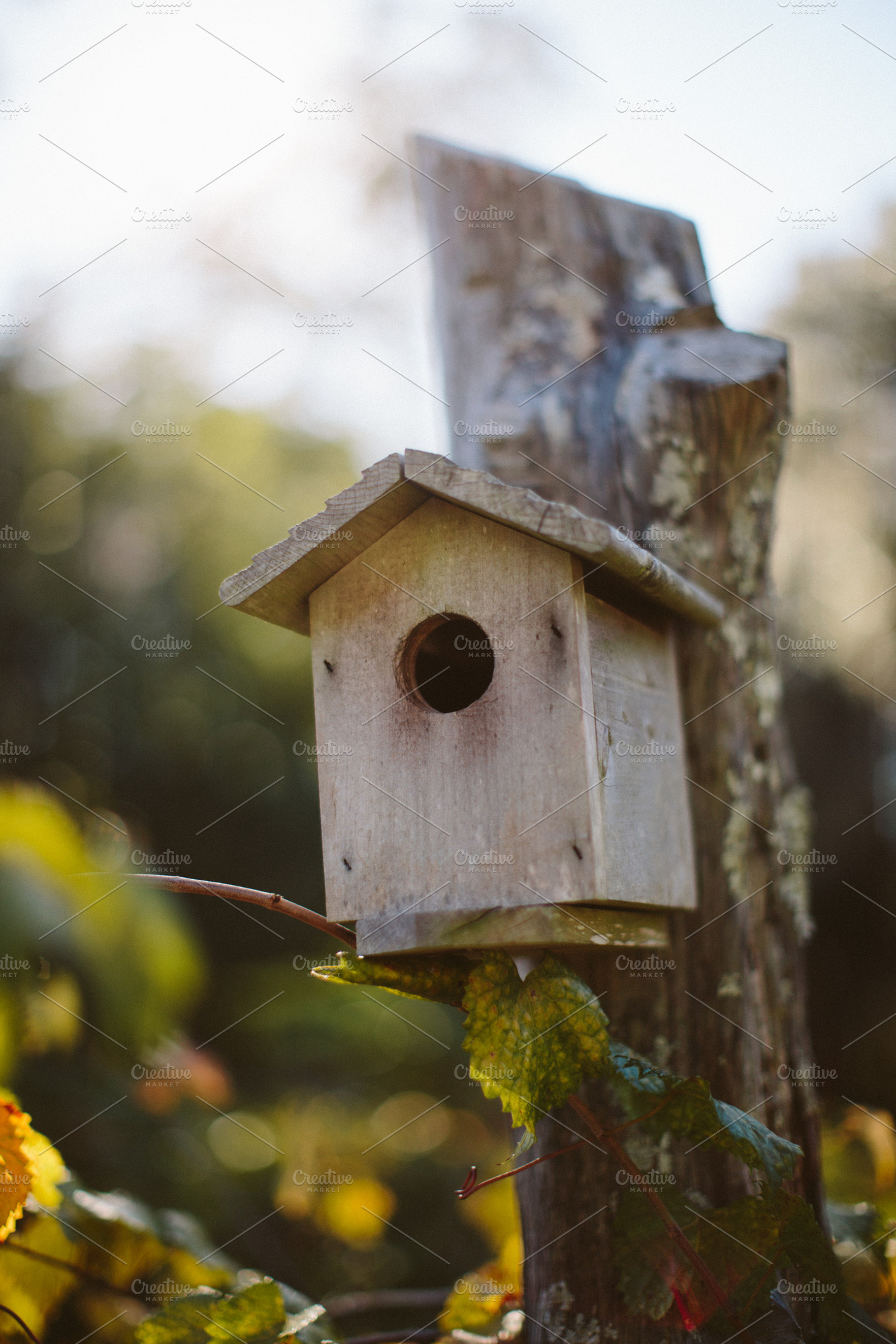 Bird House, a Photo by Paige Winn Photo