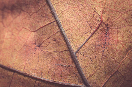 Fall Forest Floor preview 6