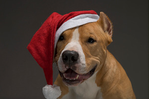 Christmas staffordshire terrier in s containing dog, pet, and animal