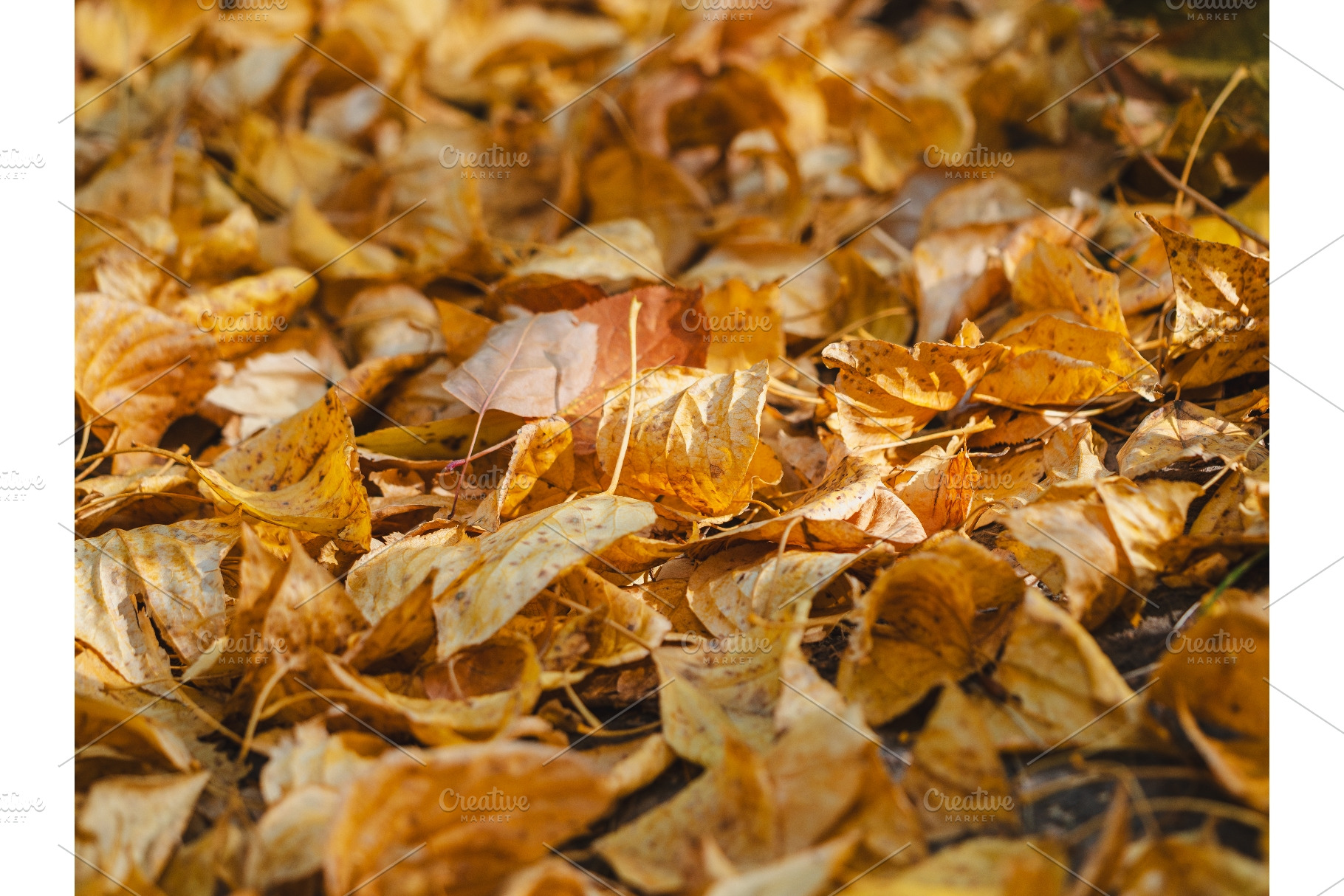 Texture of golden autumn leaves in, a Nature Photo by Fascinadora