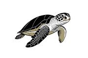 50 Sea Turtle Vector Silhouette Bund, an Illustration by jahid234 (Thumbnail 32 of 51)