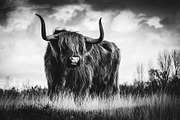Black and White Lightroom Presets, an Action Add-On by Madison Colt Studios (Thumbnail 4 of 15)