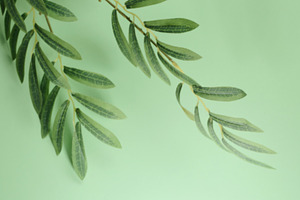 Green background with olive tree branch hanging from above. Whit, a Background Photo by ndanko
