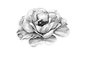 Hand Sketched Roses, an Object Graphic by VictoriaKStudio (Thumbnail 2 of 4)