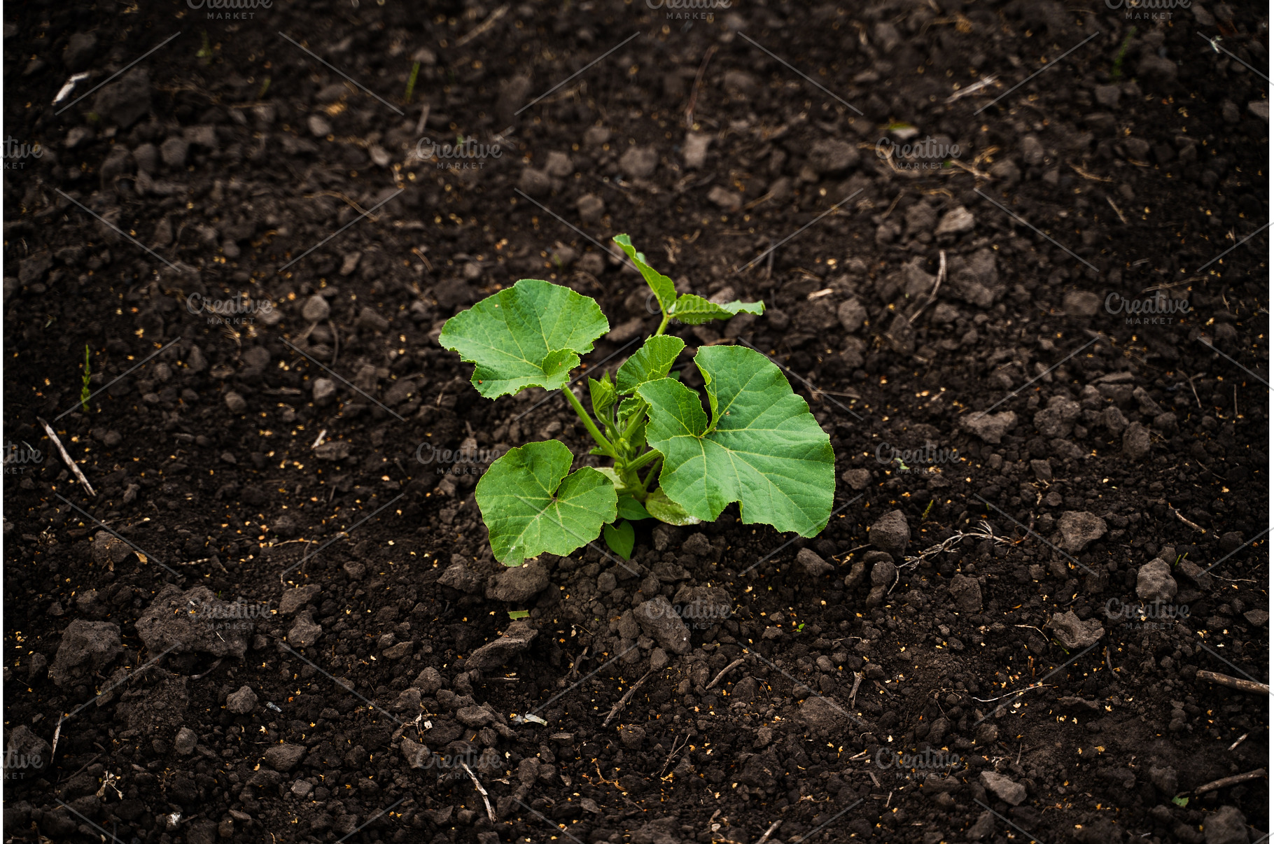 Young green pumpkin plant growing on, a Nature Photo by volodymyrshtun13795