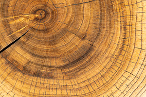 processed beautiful walnut wood used for the manufacture of objects, a Photo by rsoollAI