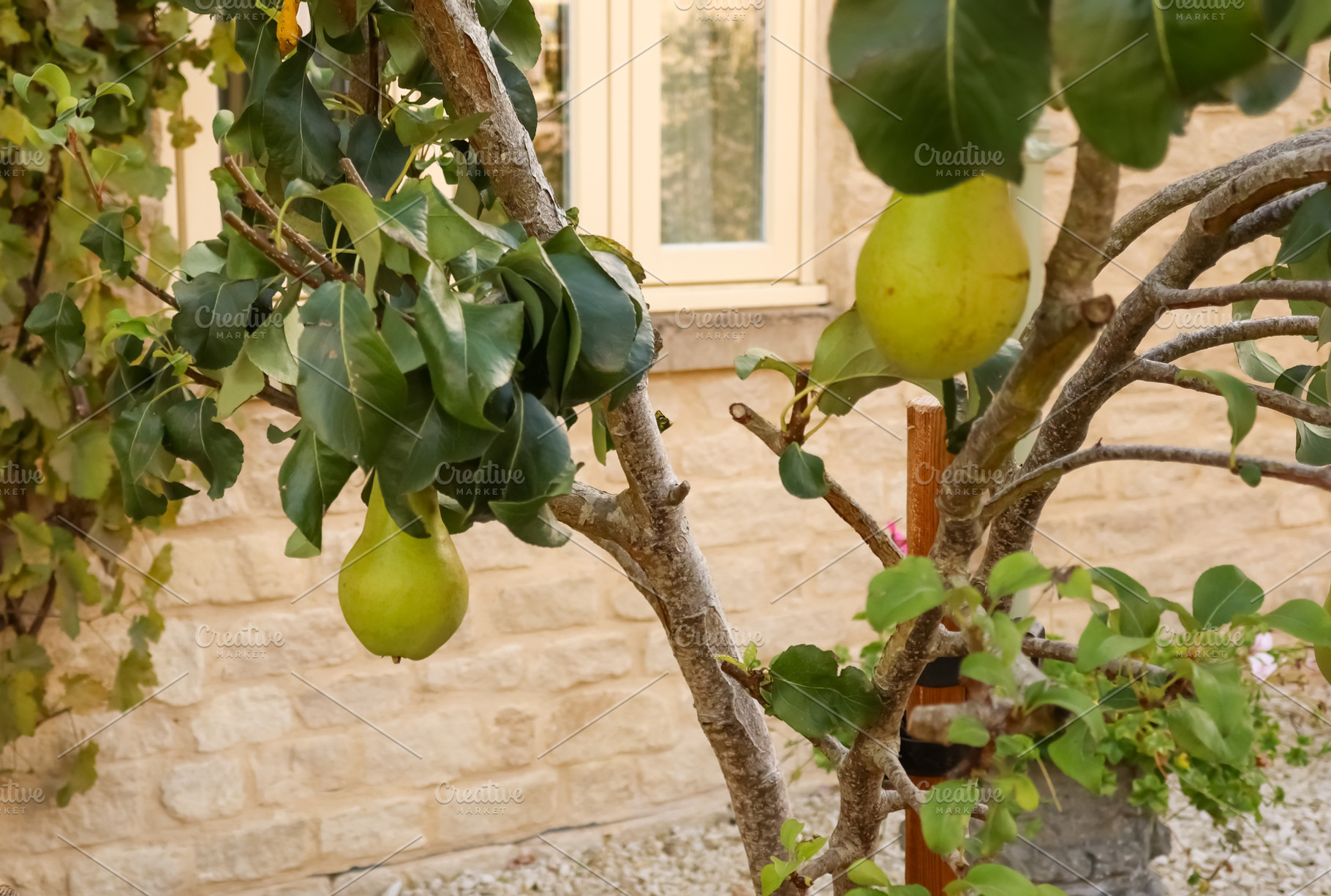 Ripening pears hanging from a fruit tree in an outdoor garden se, a Photo by Studio ANNA