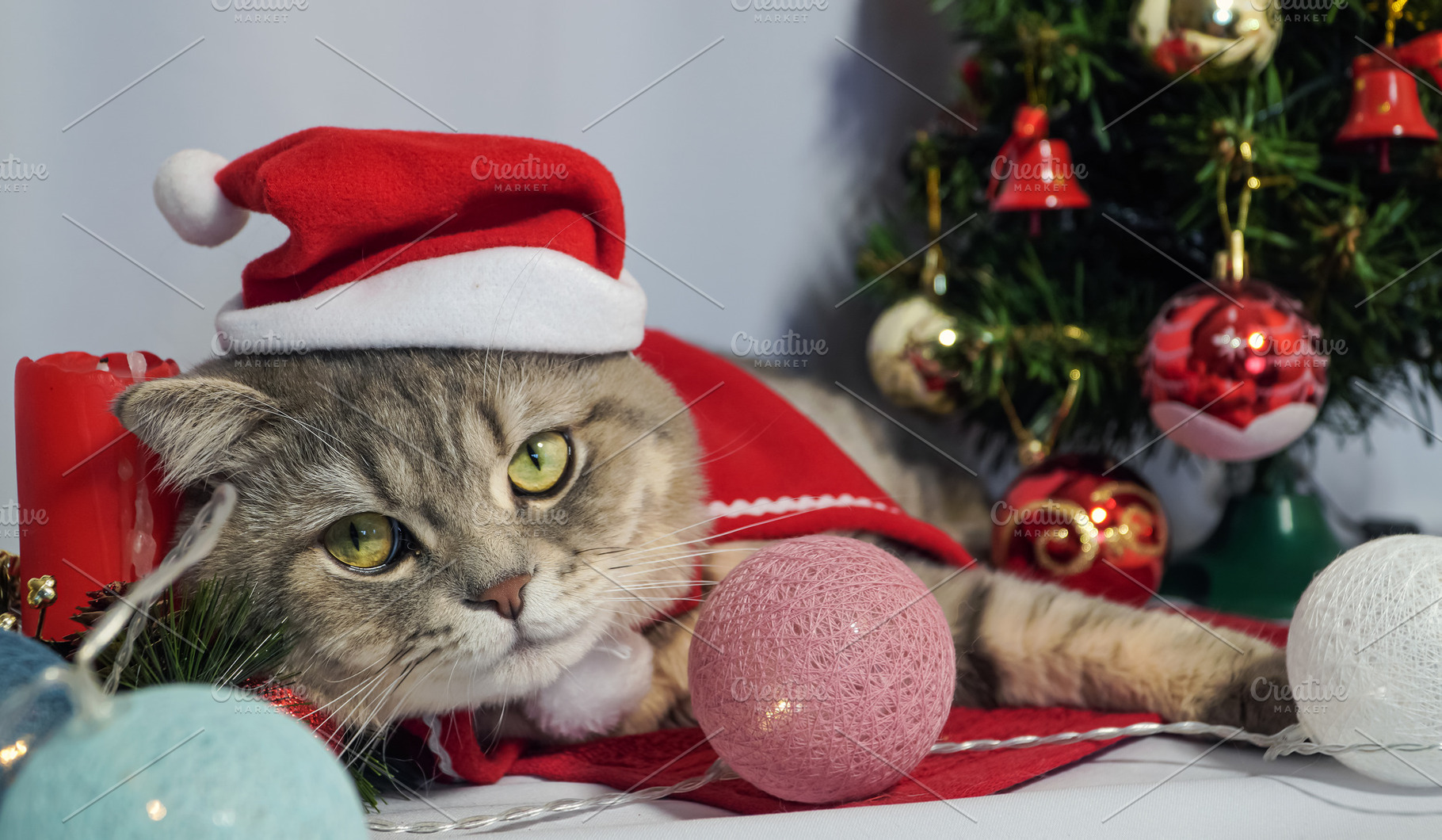 A cute Christmas cat. Christmas and, an Animal Photo by TatsianaSalauyova
