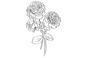 Bunch of Roses, an Object Graphic by VictoriaKStudio (Thumbnail 7 of 8)