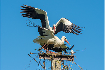 Two white storks in the nest against, an Animal Photo by COLORFUL
