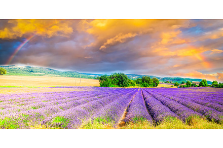 Lavender field at summer, a Nature Photo by Neirfy