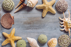 Seashells Flat Lay