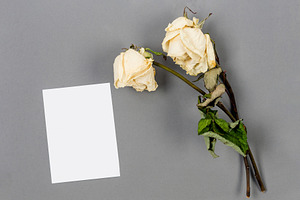 Wilted white roses with blank condolence card on gray background, a Photo by vimart